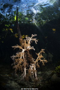 Mangrovia
Nikon D800E, 10,5mm. Seacam Housing
Raja Ampat by Marchione Giacomo 